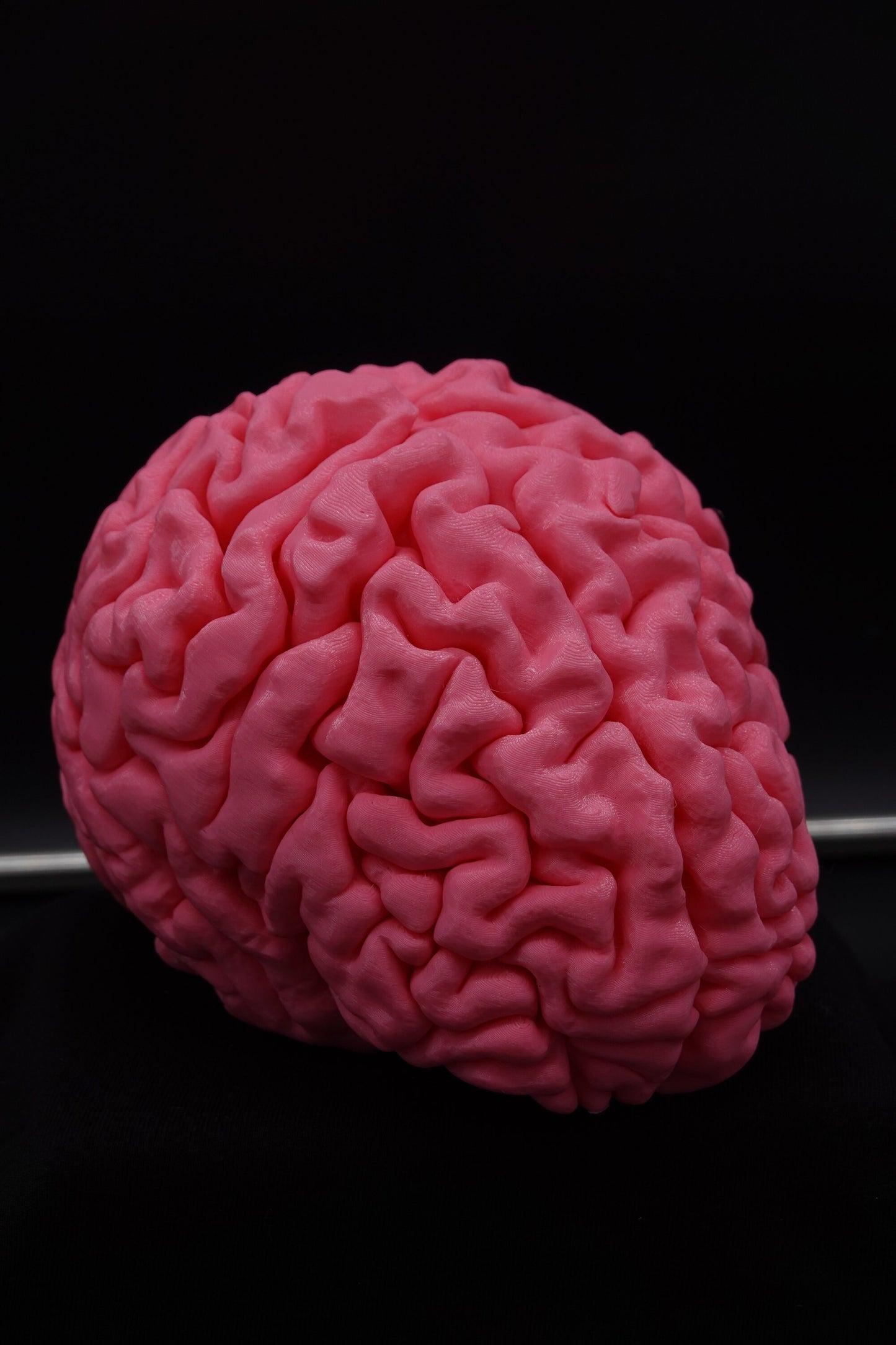 Brain, Brain Model, Medical, Brain Art Display, Neurologist, Neuro, Neurology, Science