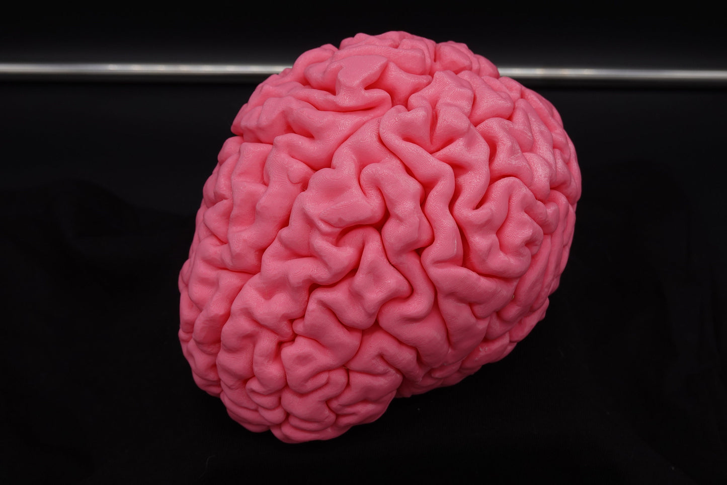 Brain, Brain Model, Medical, Brain Art Display, Neurologist, Neuro, Neurology, Science