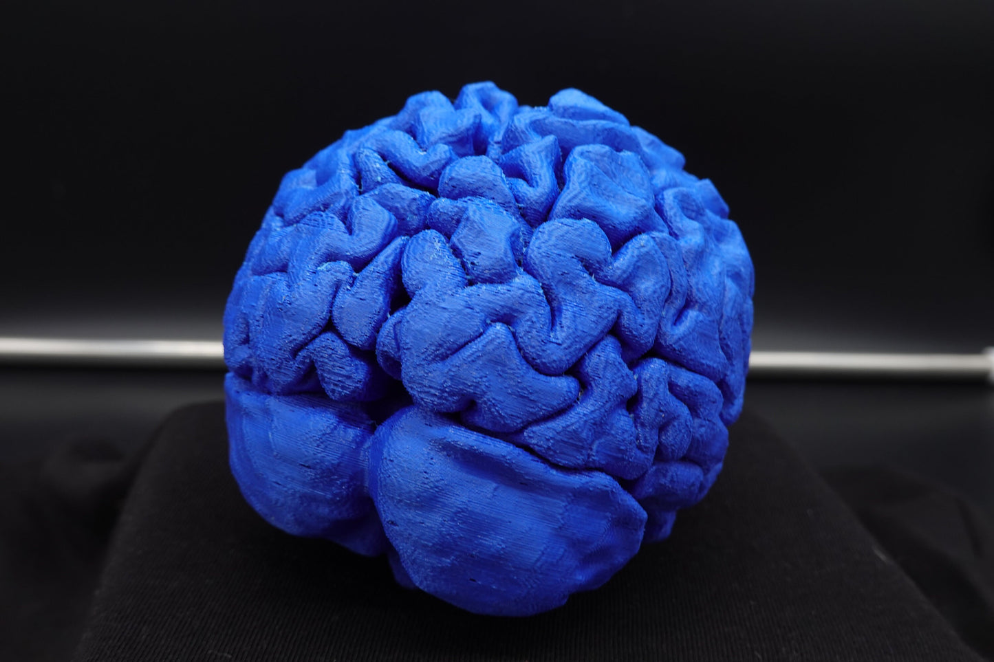 Brain, Brain Model, Medical, Brain Art Display, Neurologist, Neuro, Neurology, Science