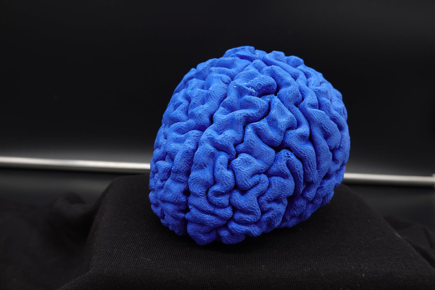 Brain, Brain Model, Medical, Brain Art Display, Neurologist, Neuro, Neurology, Science