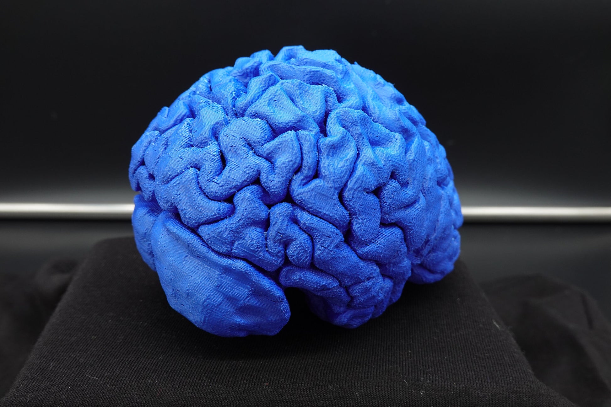 Brain, Brain Model, Medical, Brain Art Display, Neurologist, Neuro, Neurology, Science