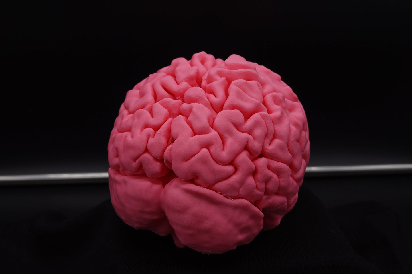 Brain, Brain Model, Medical, Brain Art Display, Neurologist, Neuro, Neurology, Science