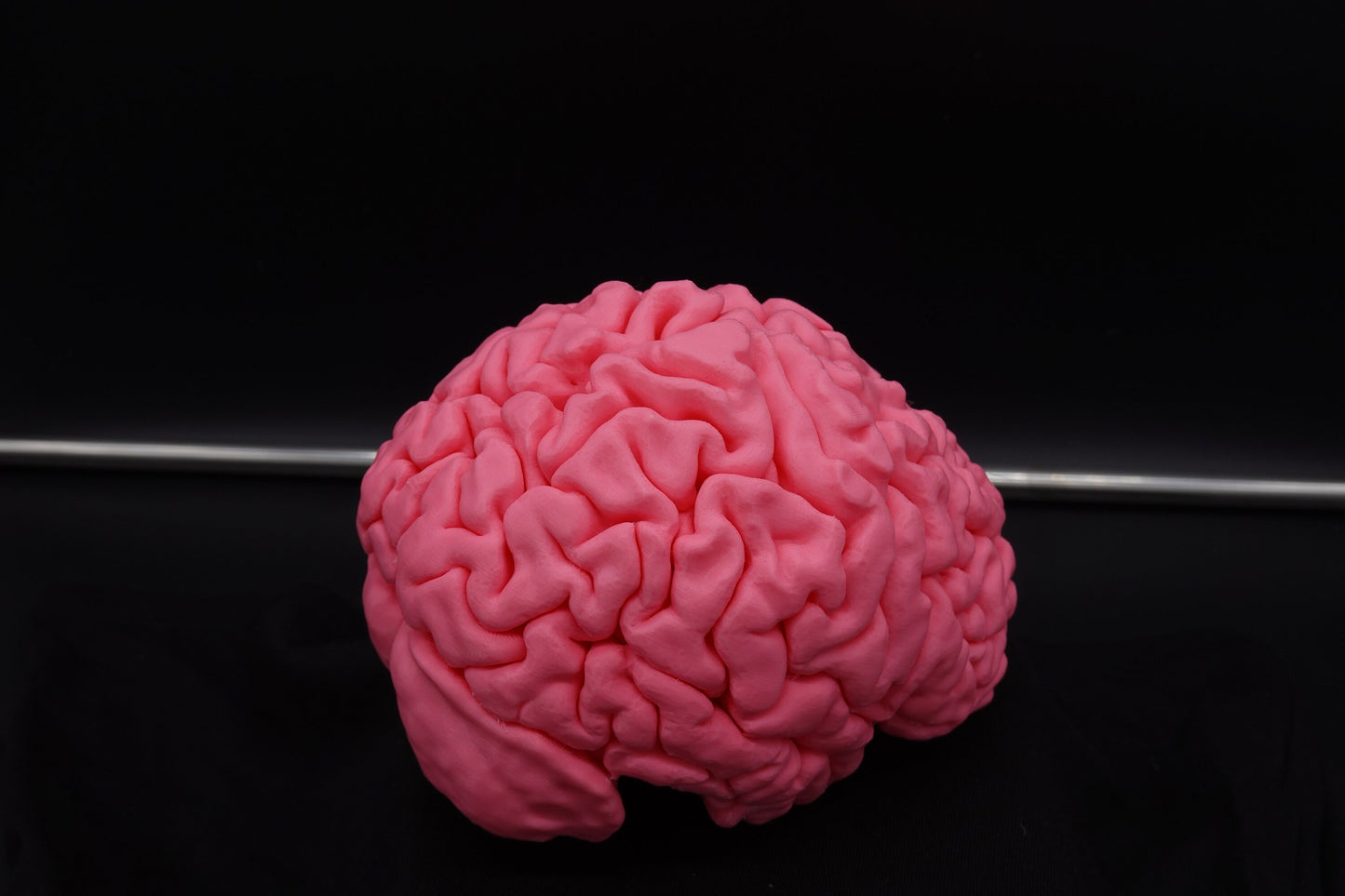 Brain, Brain Model, Medical, Brain Art Display, Neurologist, Neuro, Neurology, Science