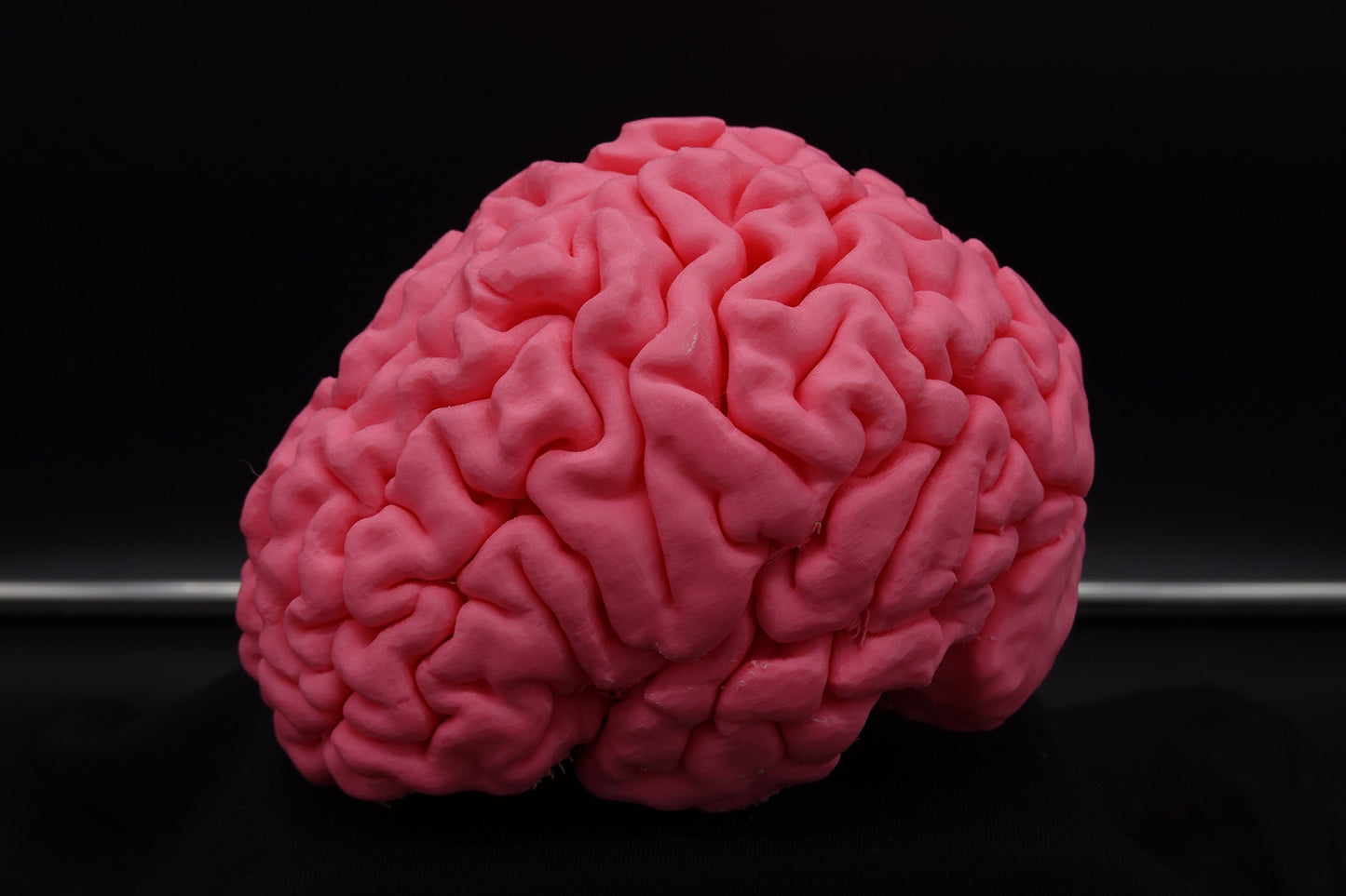 Brain, Brain Model, Medical, Brain Art Display, Neurologist, Neuro, Neurology, Science