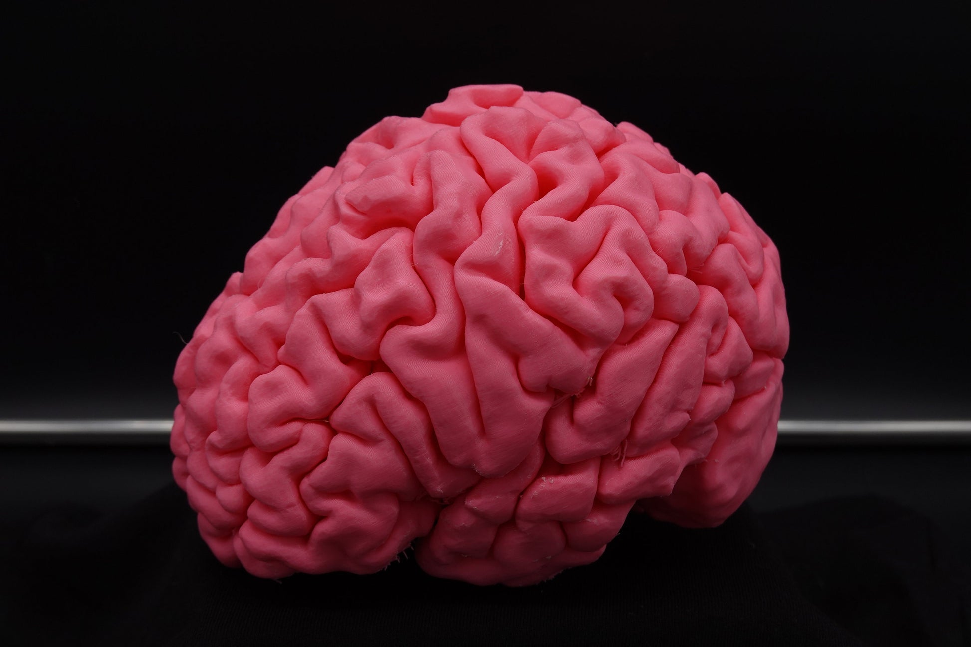 Brain, Brain Model, Medical, Brain Art Display, Neurologist, Neuro, Neurology, Science