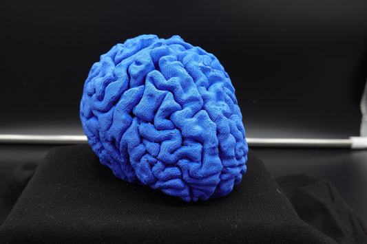 Brain, Brain Model, Medical, Brain Art Display, Neurologist, Neuro, Neurology, Science